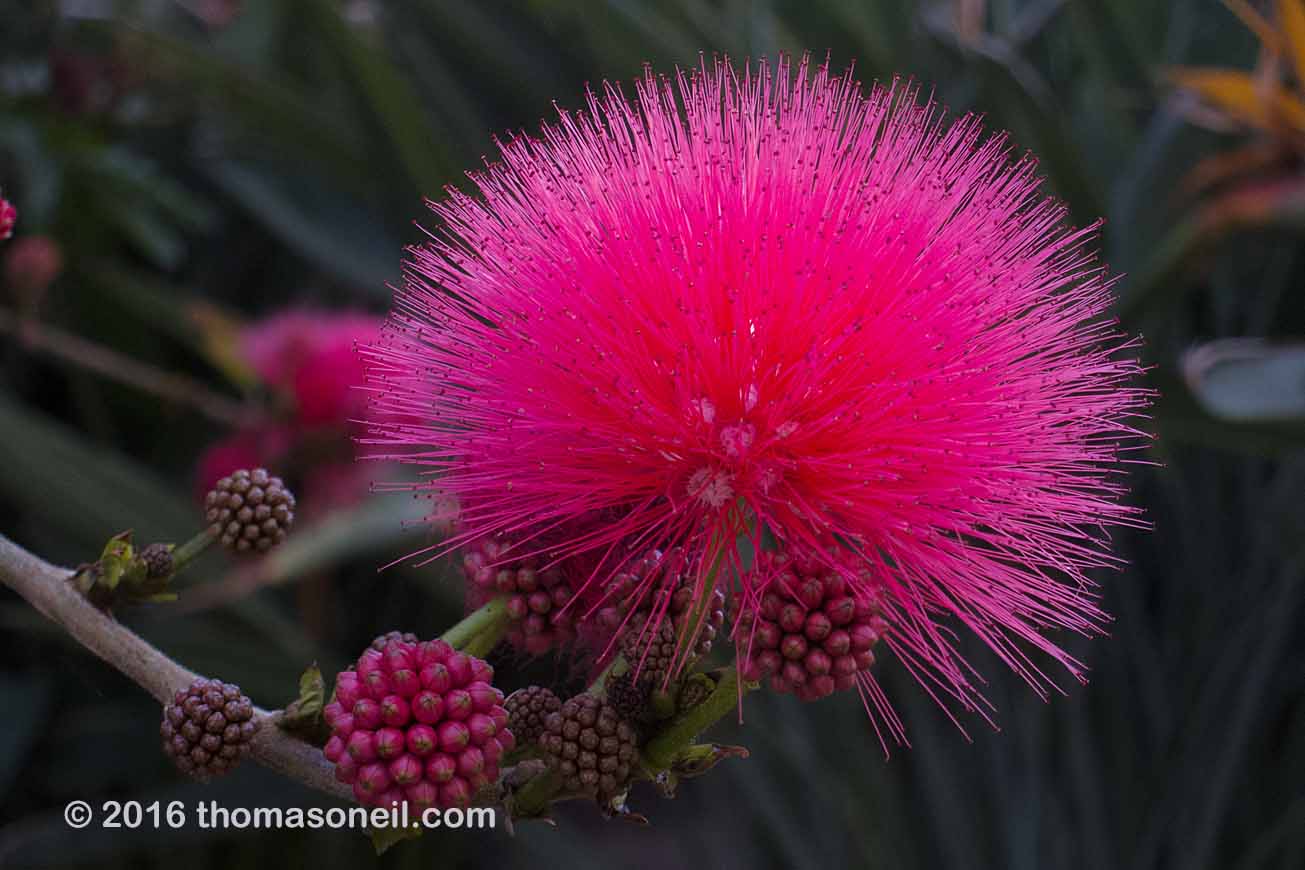 Flower in Santa Barbara, CA.  Click for next photo.