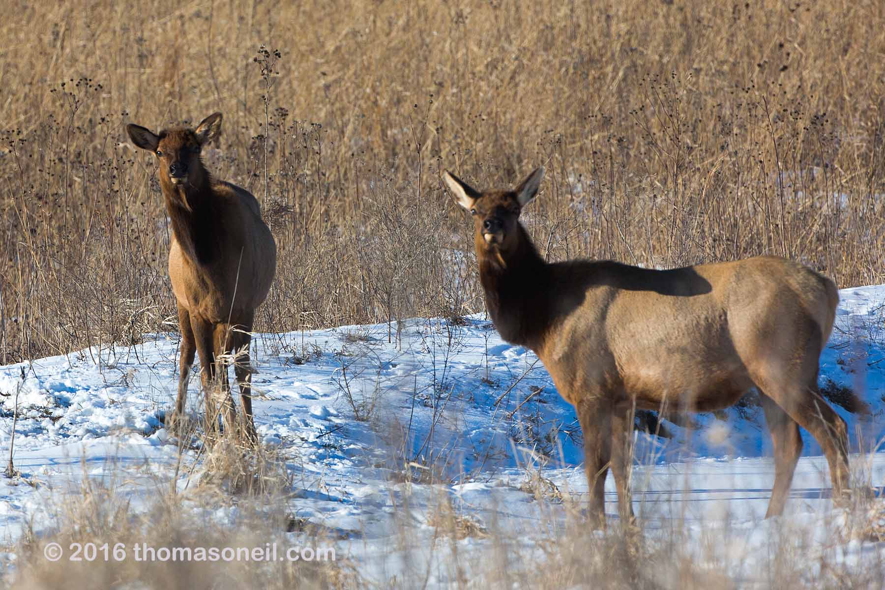 Elk, Neal Smith National Wildlife Refuge, Iowa.  Click for next photo.