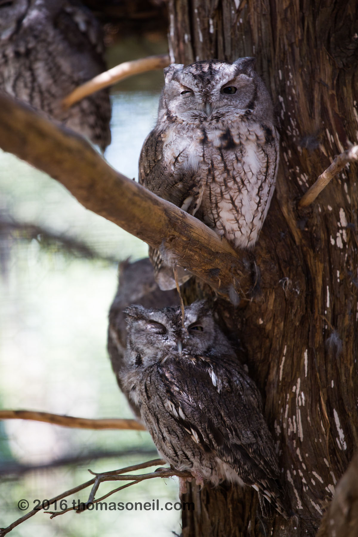 Screech Owls, Lee G. Simmons Conservation Park and Wildlife Safari.  Click for next photo.