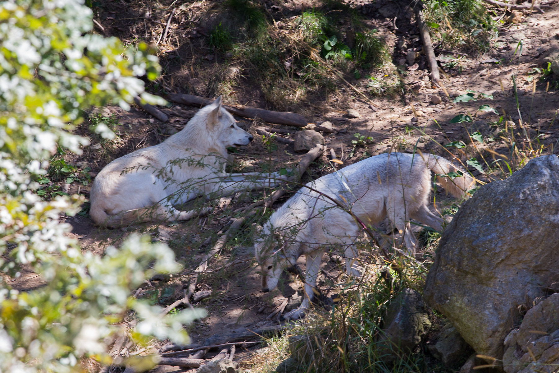 Wolves, Lee G. Simmons Conservation Park and Wildlife Safari.  Click for next photo.
