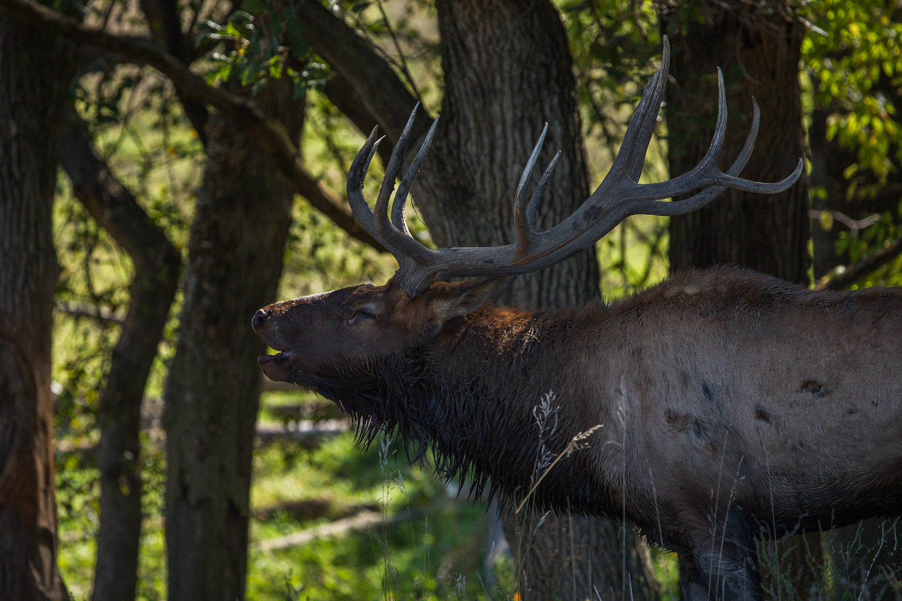 Elk, Lee G. Simmons Conservation Park and Wildlife Safari.  Click for next photo.