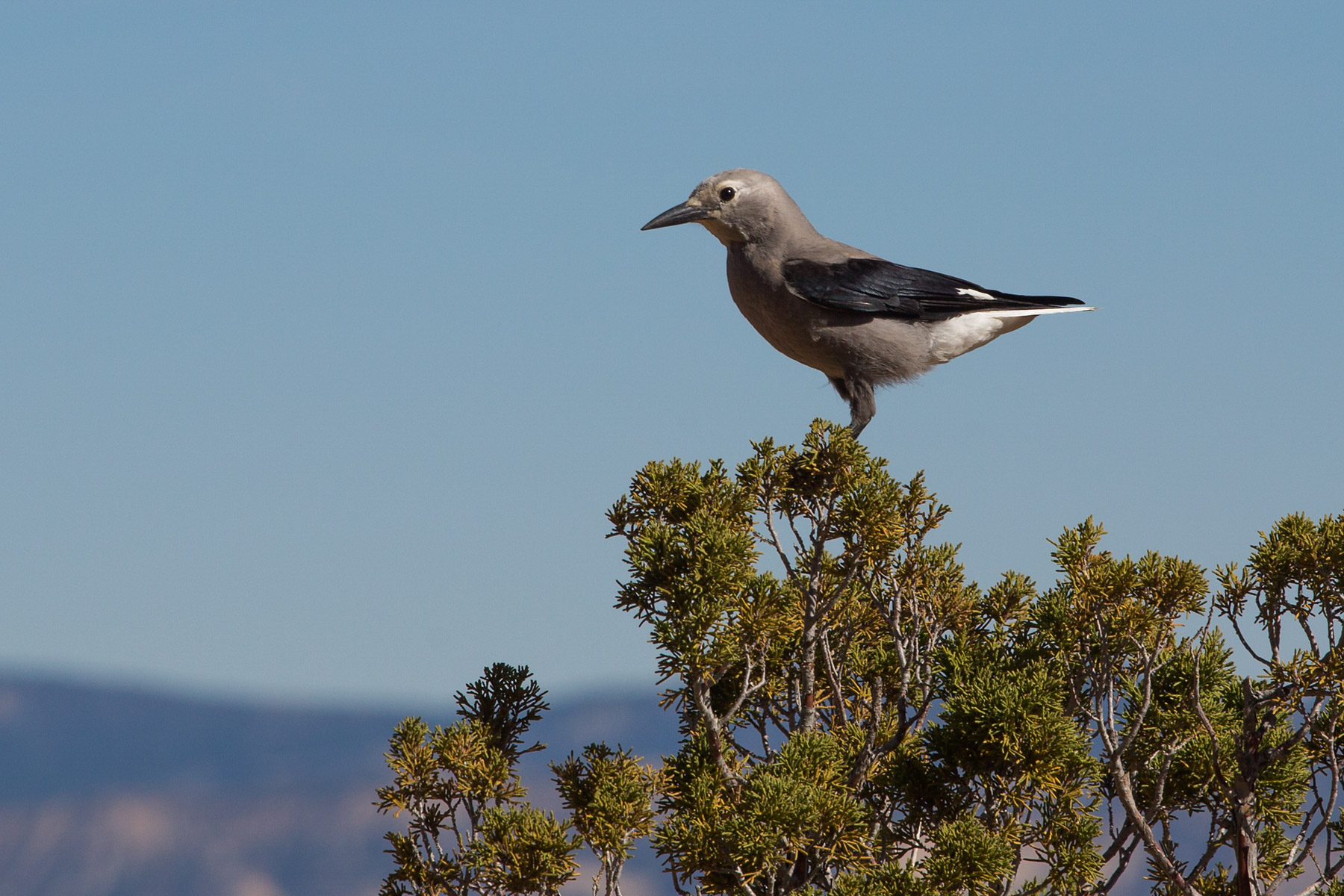 Clarks Nutcracker, Bryce Canyon National Park.  Click for next photo.