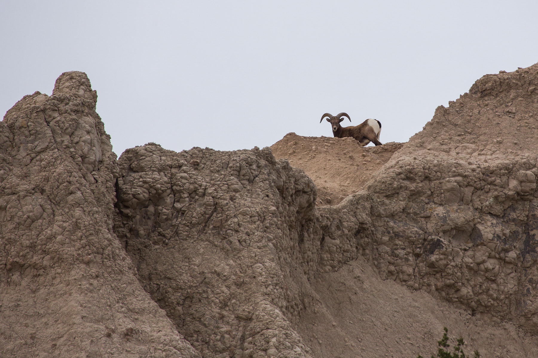 Bighorn sheep in the Badlands.  Click for next photo.