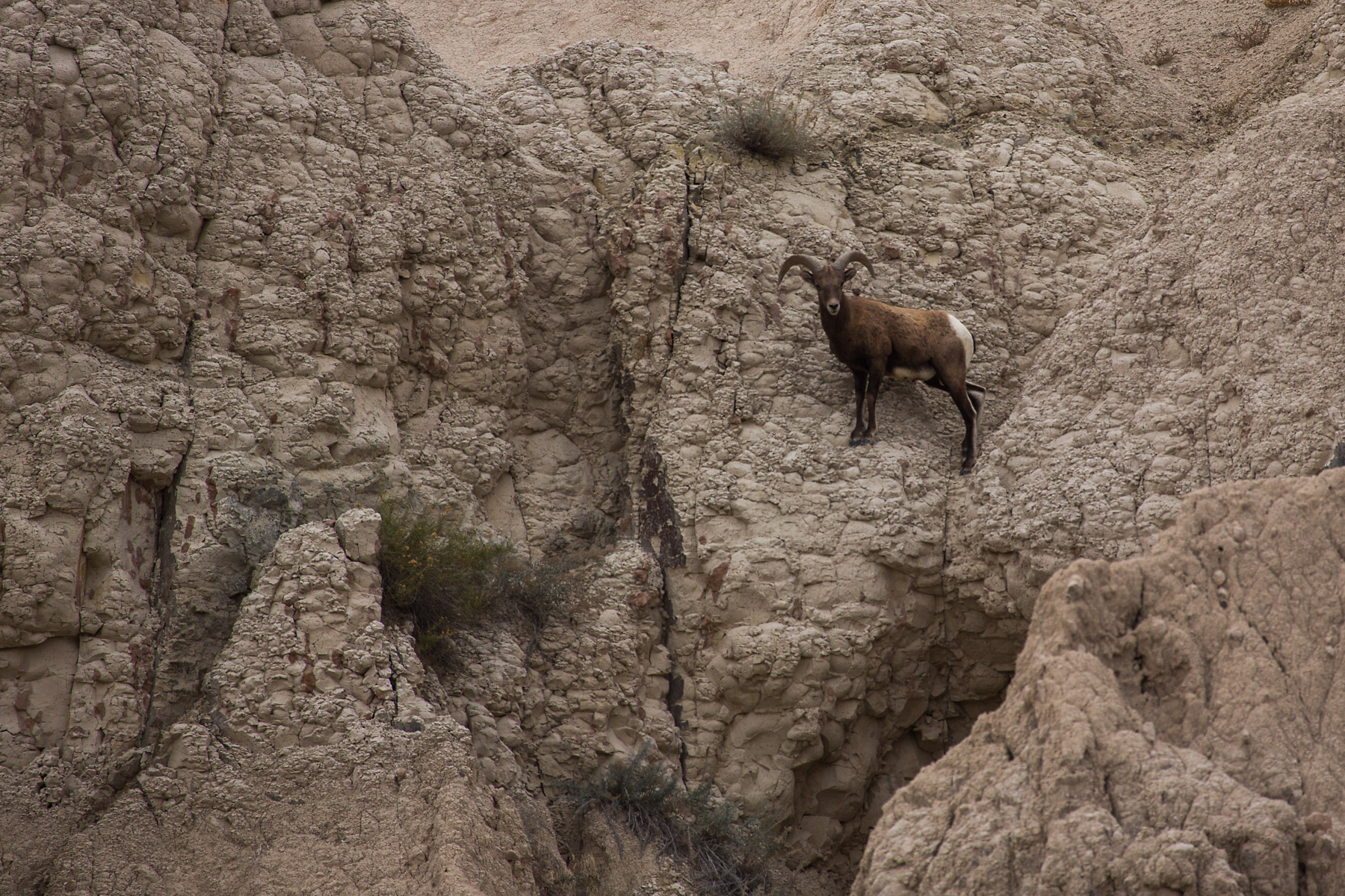 Bighorn sheep in the Badlands.  Click for next photo.