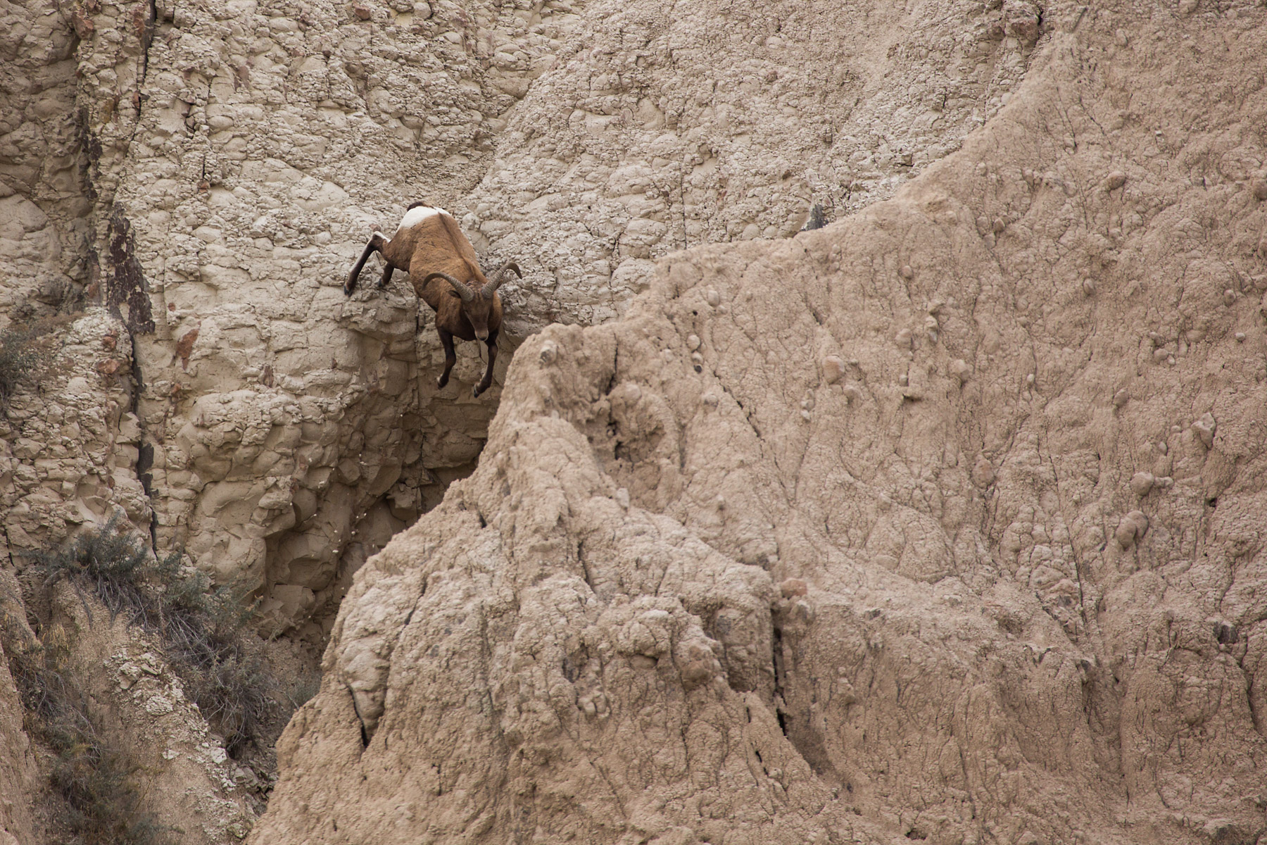Bighorn sheep in the Badlands.  Click for next photo.