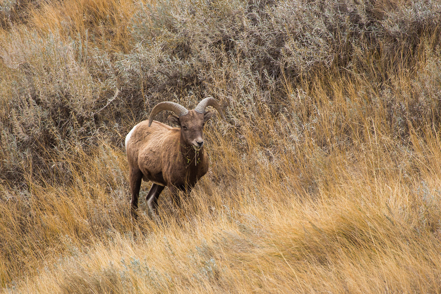 Bighorn sheep in the Badlands.  Click for next photo.