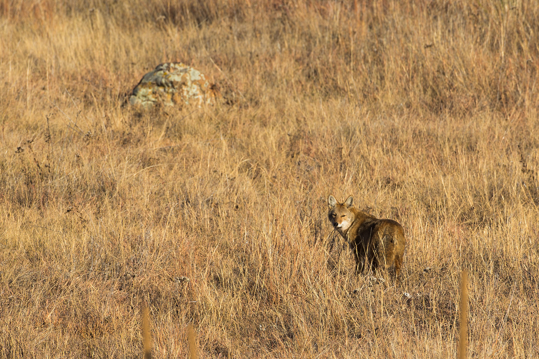 Coyote, Wind Cave National Park.  Click for next photo.