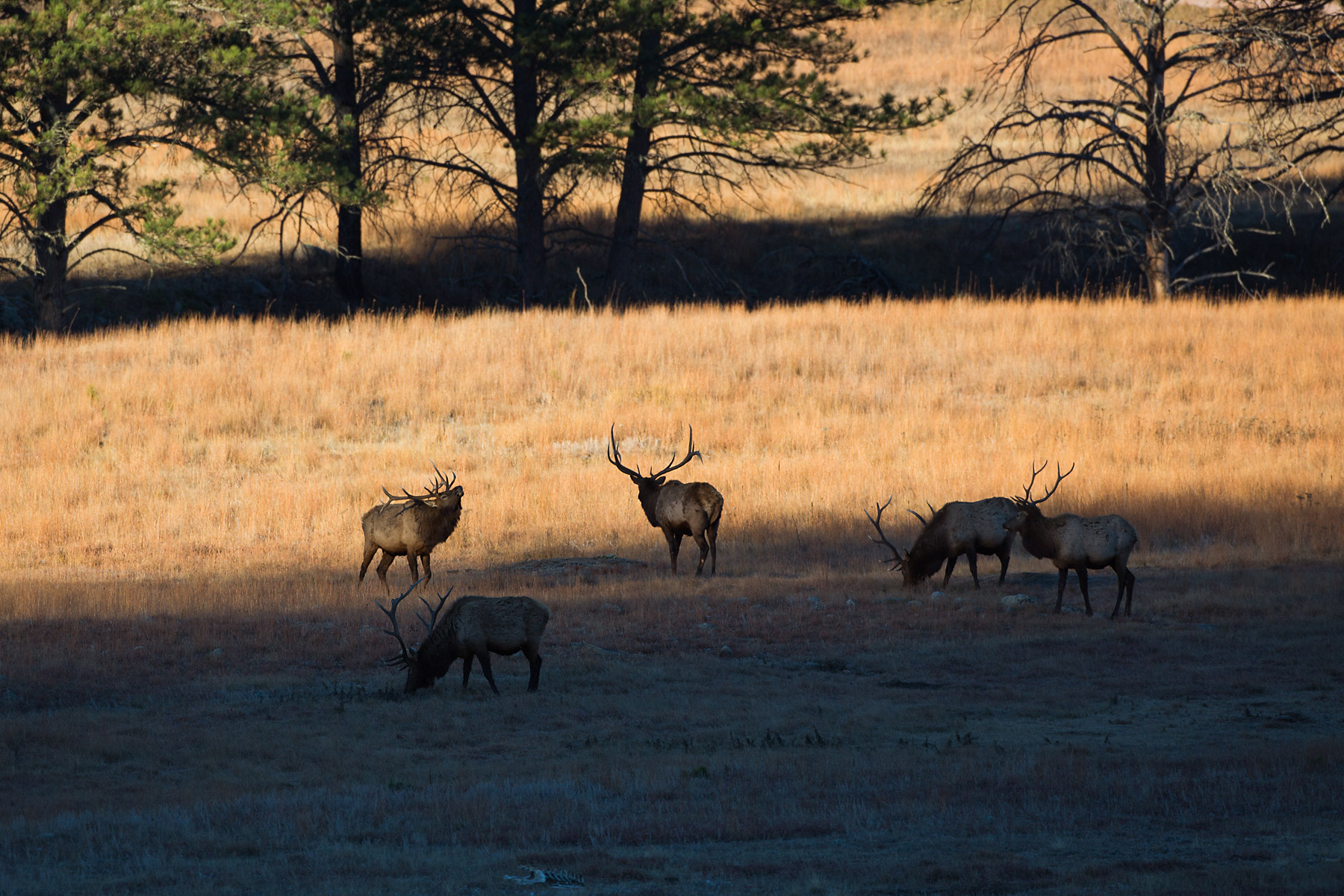 Elk along the highway, Wind Cave National Park.  Click for next photo.