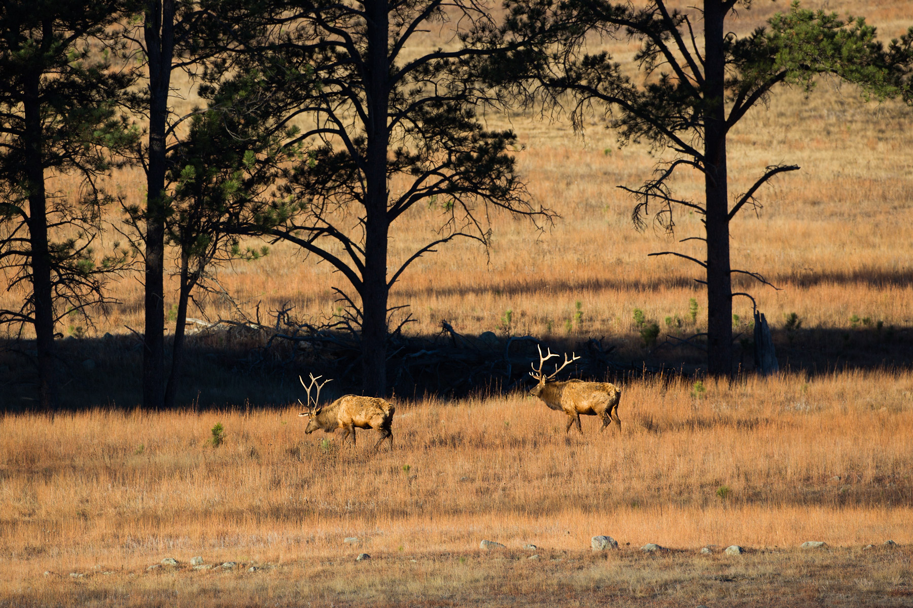 Elk along the highway, Wind Cave National Park.  Click for next photo.