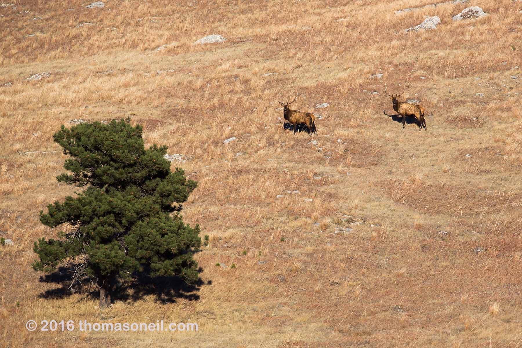 Distant view of elk, Wind Cave National Park.  Click for next photo.