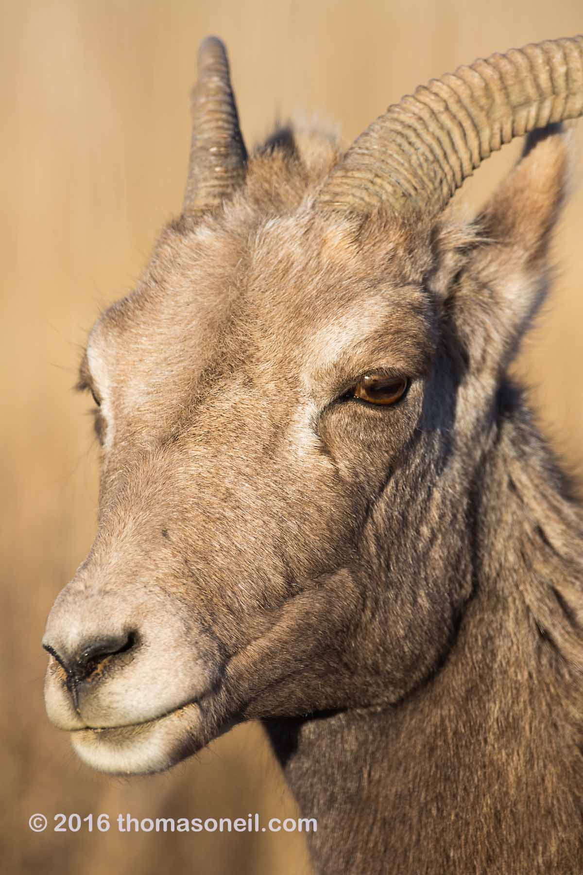Bighorn ewe portrait, Badlands National Park.  Click for next photo.