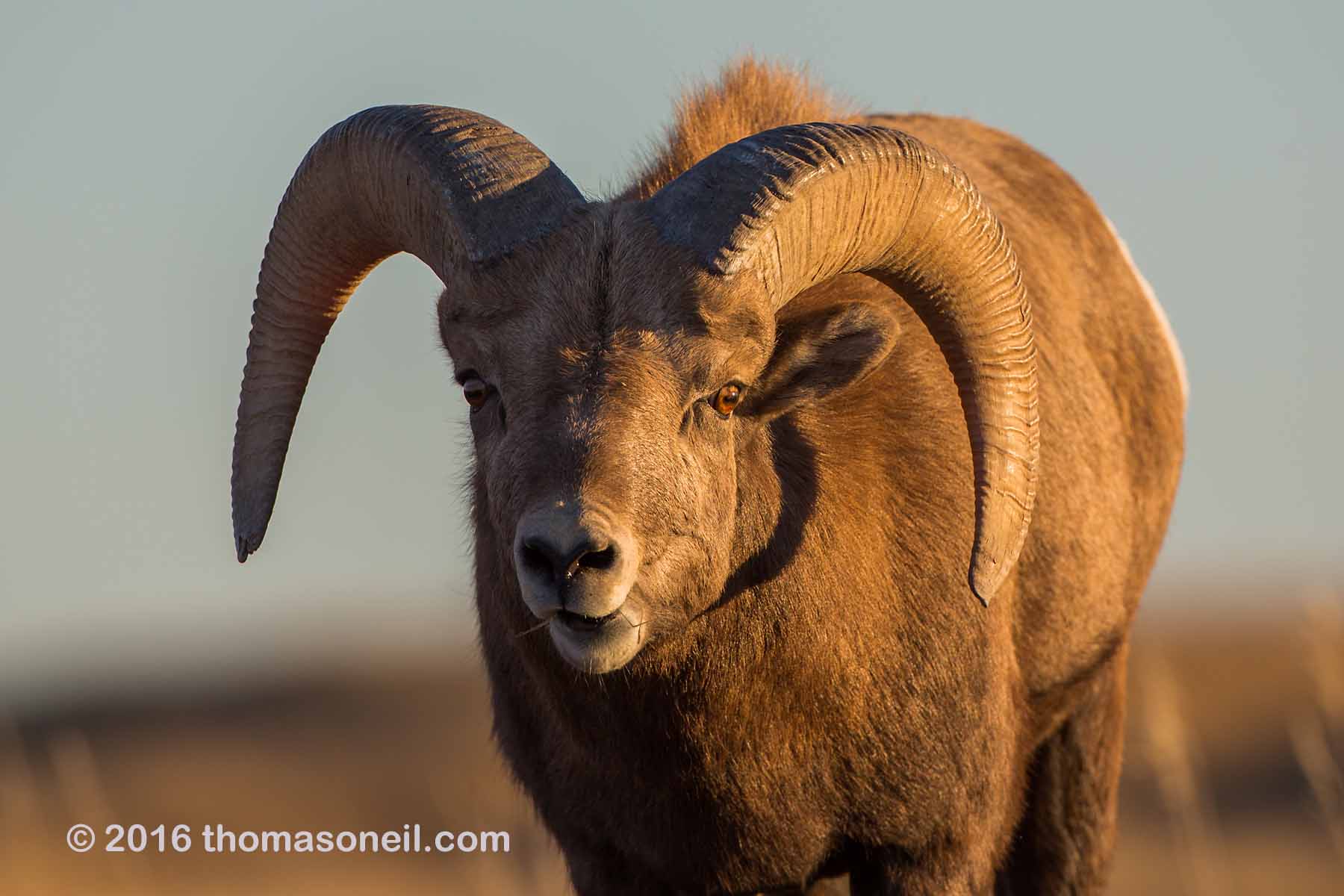 Bighorn with a wild look in his eye (two ewes nearby), Badlands National Park.  Click for next photo.