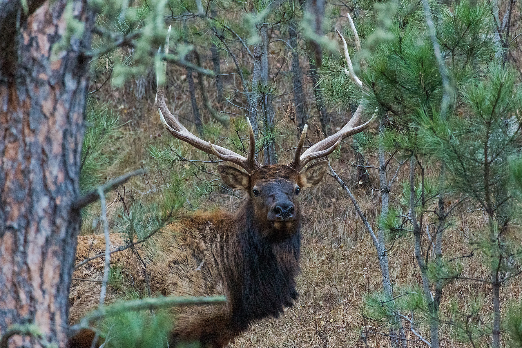 Elk along the highway, Wind Cave National Park.  Click for next photo.