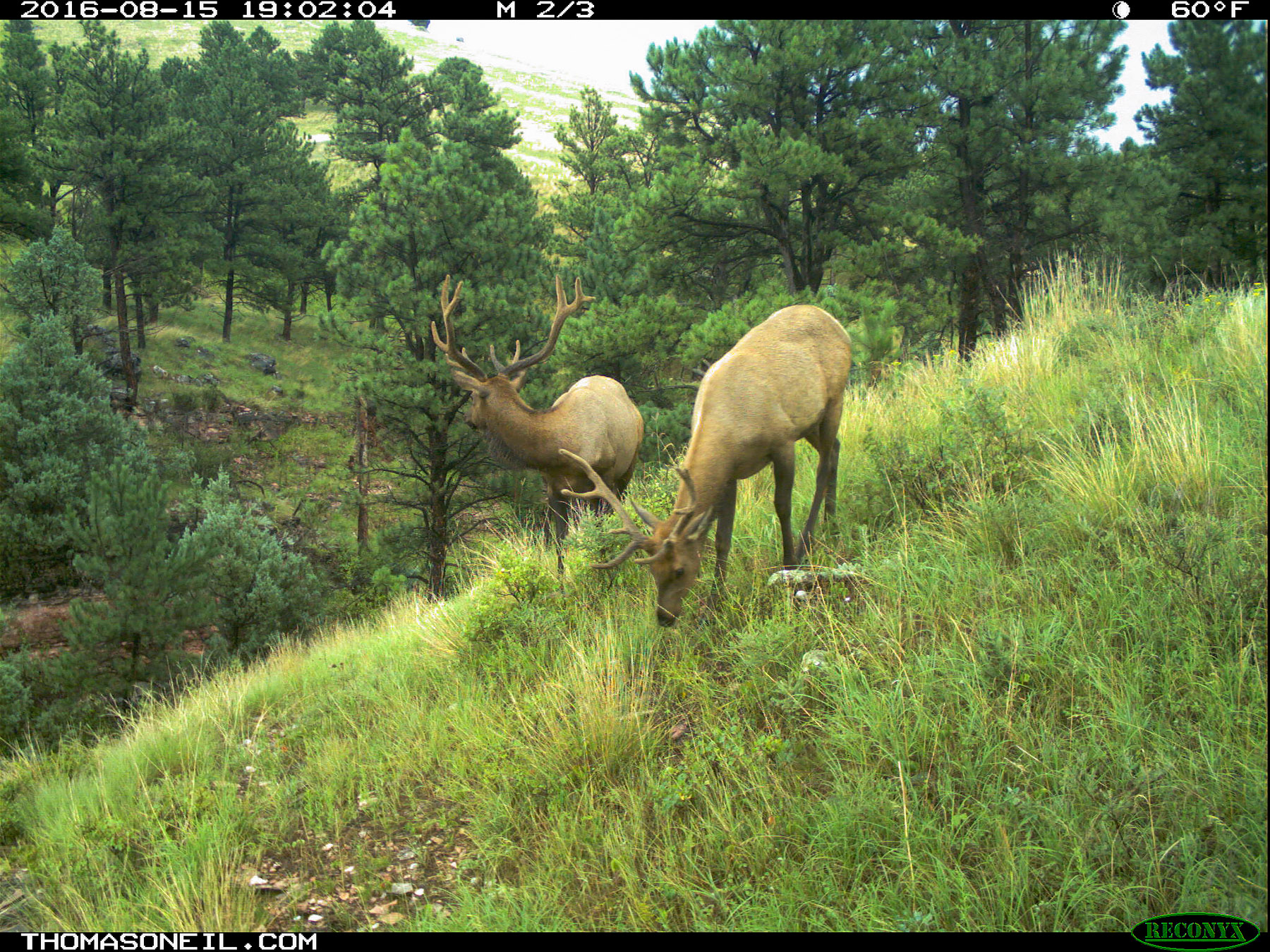 Elk on trailcam, Wind Cave National Park.  Click for next photo.