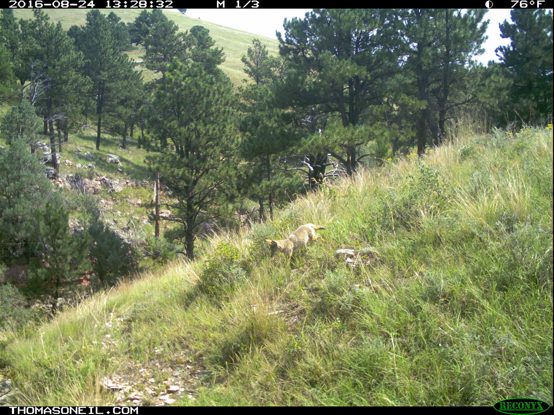 Coyote on trailcam, Wind Cave National Park.  Click for next photo.