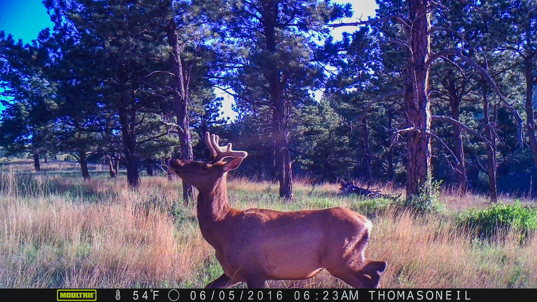 Elk on trailcam, Wind Cave National Park.  Click for next photo.