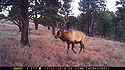 An elk on trailcam in Wind Cave National Park, SD.