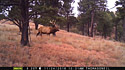 An elk on trailcam in Wind Cave National Park, SD.