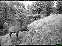 Elk on trailcam just before dawn, Wind Cave National Park.