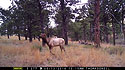 Elk on Moultrie trailcam, Wind Cave National Park.  Compare to following image on Primos trailcam.