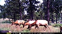 Elk on trailcam, Wind Cave National Park.  Based on other images in this sequence, I estimate more than 20 elk passed through this area at this time.
