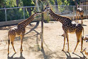 Giraffe, San Diego Zoo.