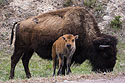 Bison with baby, Custer State Park.