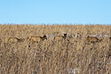 Elk hiding in the tallgrass prairie, Neal Smith NWR, Iowa.