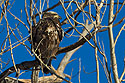 Juvenile Bald eagle, Squaw Creek National Wildlife Refuge, Missouri.