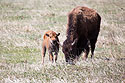 Bison with baby, Custer State Park, May 2016.