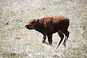 Baby bison, Custer State Park, May 2016.
