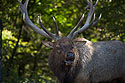 Elk, Lee G. Simmons Conservation Park and Wildlife Safari.