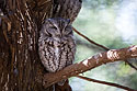 Screech Owl, Lee G. Simmons Conservation Park and Wildlife Safari.