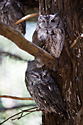 Screech Owls, Lee G. Simmons Conservation Park and Wildlife Safari.