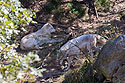 Wolves, Lee G. Simmons Conservation Park and Wildlife Safari.