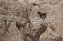 Bighorn sheep on a sheer cliff in the Badlands.