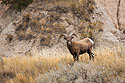 Bighorn sheep in the Badlands.