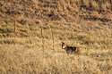 Coyote scoping out a prairie dog town, Wind Cave National Park.
