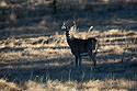 Whitetail deer, Custer State Park.