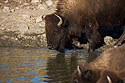 Bison getting a drink, Custer State Park.
