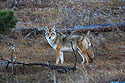 From the looks of this coyote, he has had a good summer hunting prairie dogs, Wind Cave National Park.