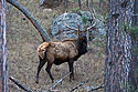 Elk along the highway, Wind Cave National Park.