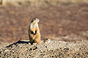 Prairie dog looking for coyotes, Wind Cave National Park.