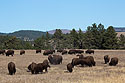 Bison herd, Custer State Park.