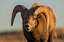 Bighorn with a wild look in his eye (see next image), Badlands National Park.