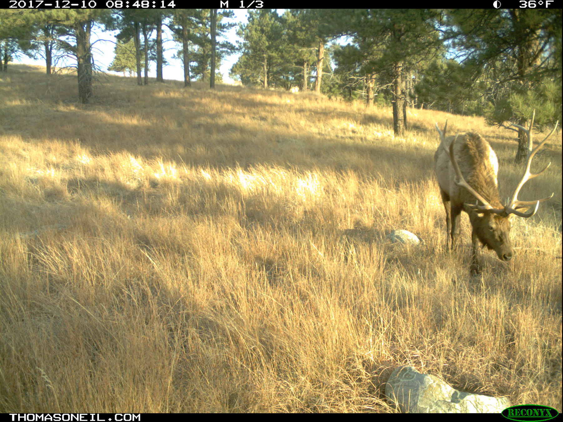 Elk image three days before the forest fire, Wind Cave National Park.  Click for next photo.