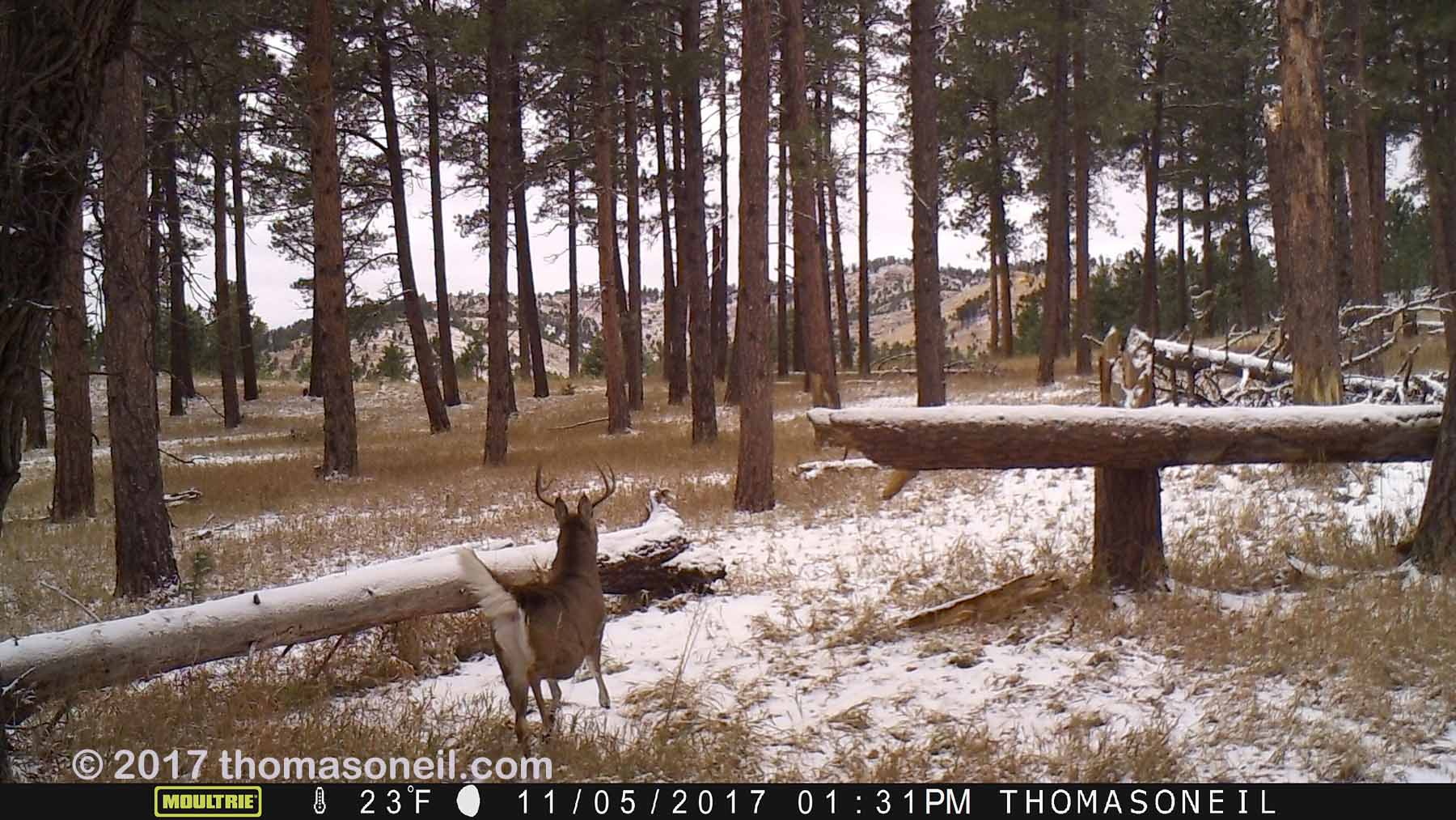 Custer State Park whitetail deer on trailcam.  Click for next photo.