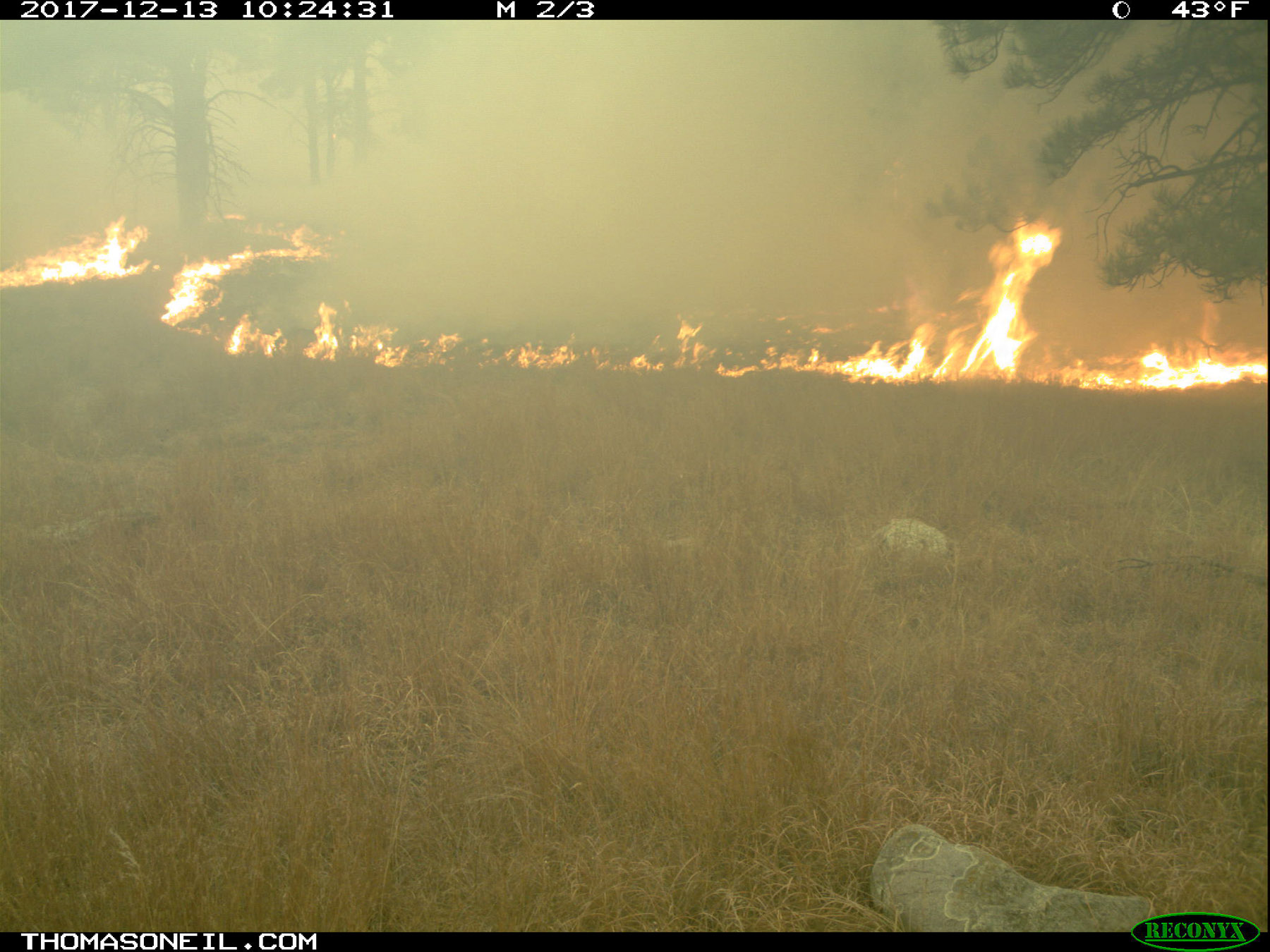 Fire advances, Wind Cave National Park.  Click for next photo.