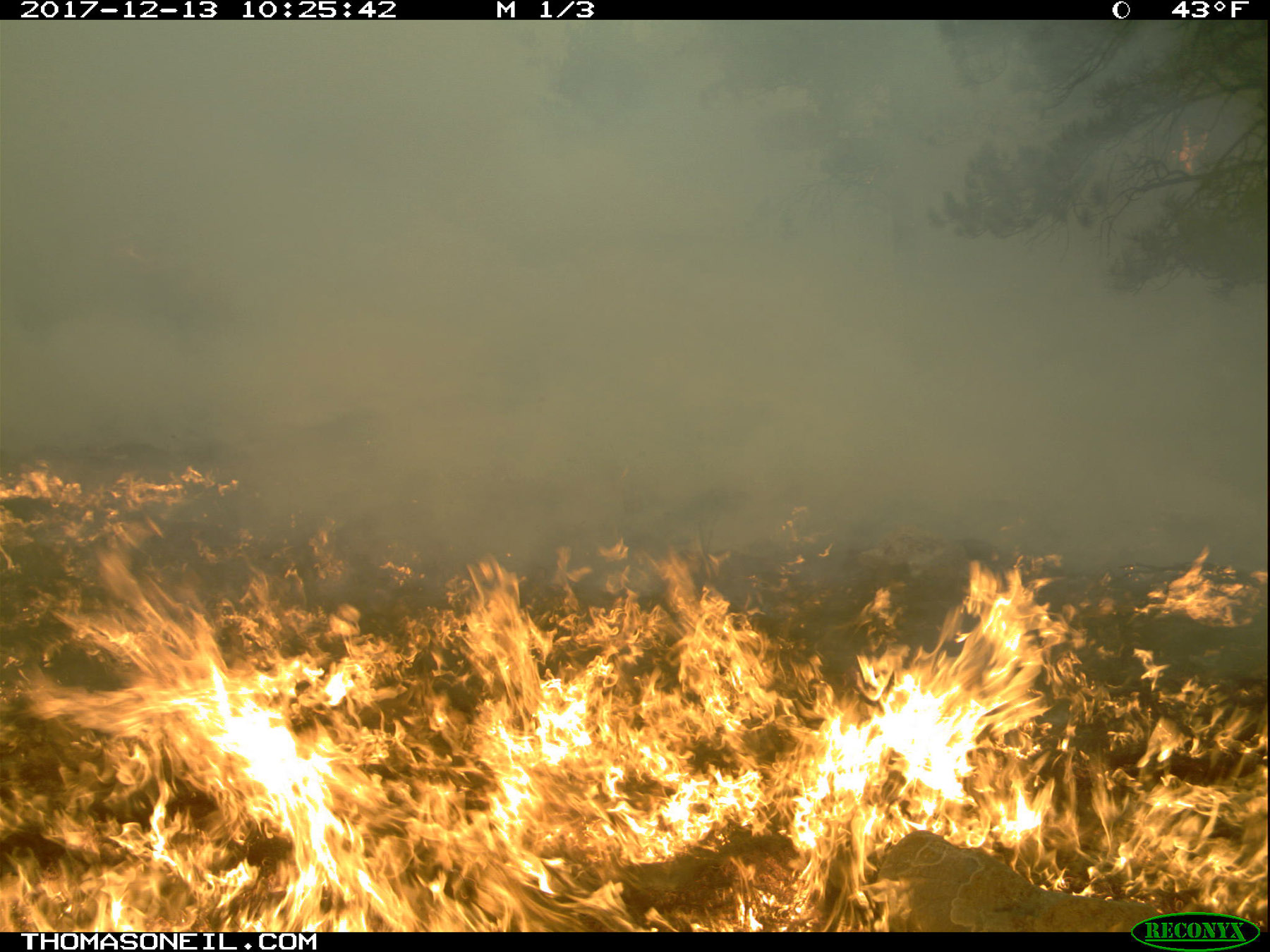 In the middle of the inferno, Wind Cave National Park.  Click for next photo.