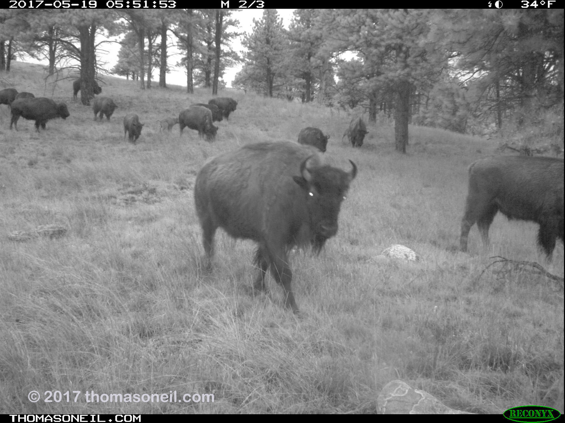 Bison passing in the predawn hours.  Click for next photo.